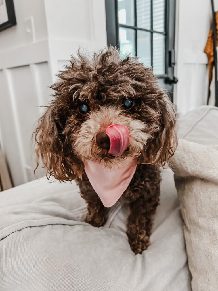 dog bandanna